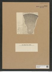 Coscinodiscus monicae (Grun.) Rattr. (de-Toni-Nr.: Genus 202, Species 5060) Zeichnungen Sammlung Grunow Nr. 8812 (NHMW-BOT-W0378422)